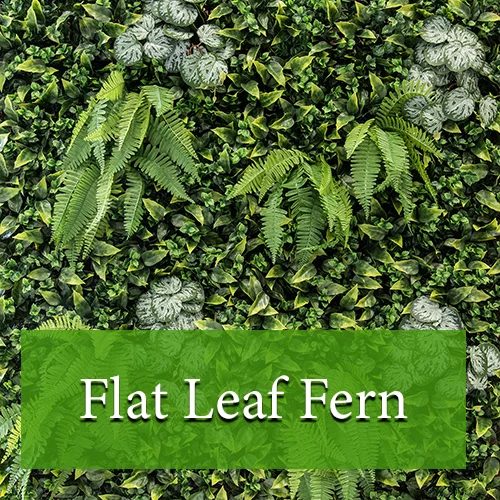 Flat Leaf Fern