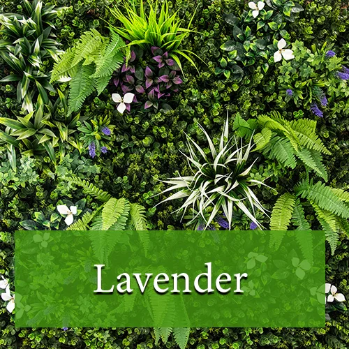 Lavender