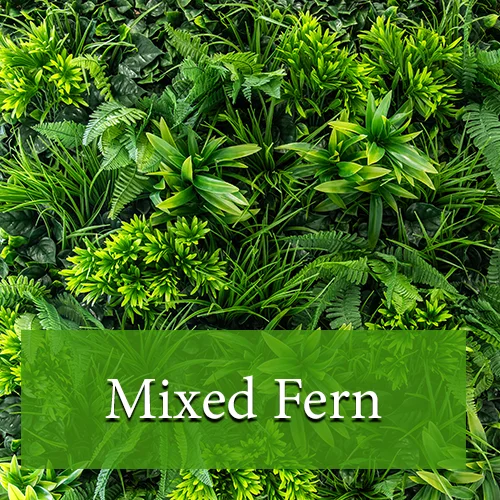 Mixed Fern