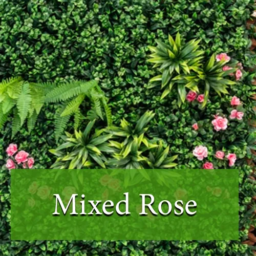 Mixed Rose