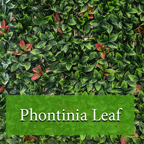 Phontinia Leaf