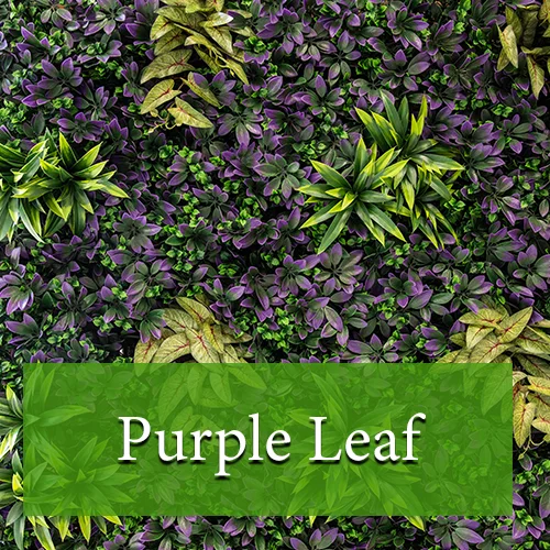 Purple Leaf