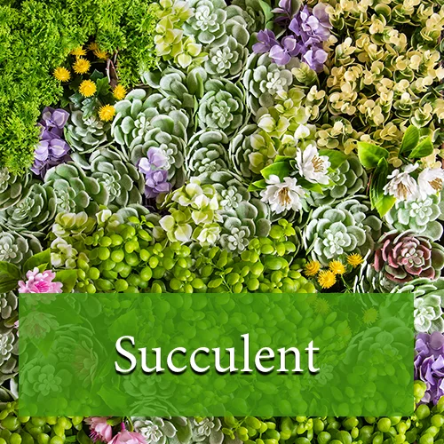 Succulent
