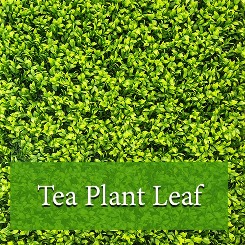 Tea Plant Leaf