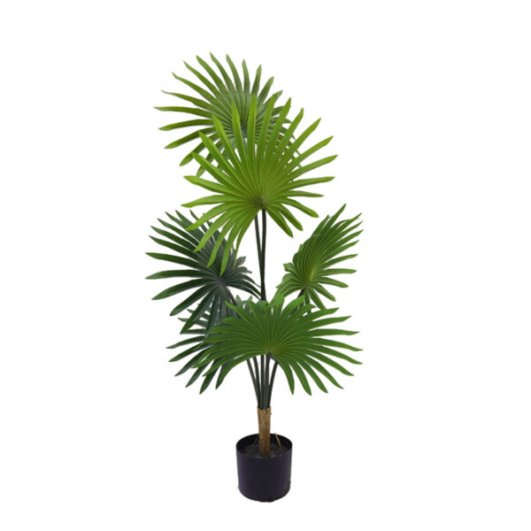 Palm tree