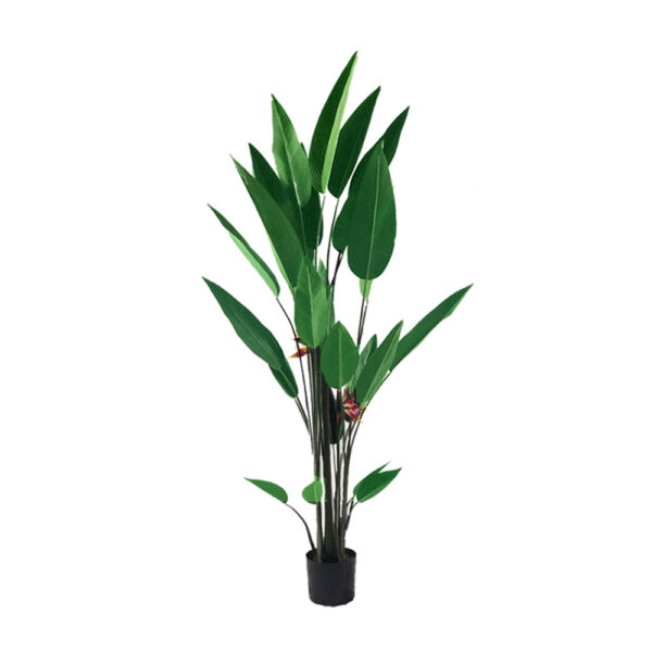 Bird of paradise