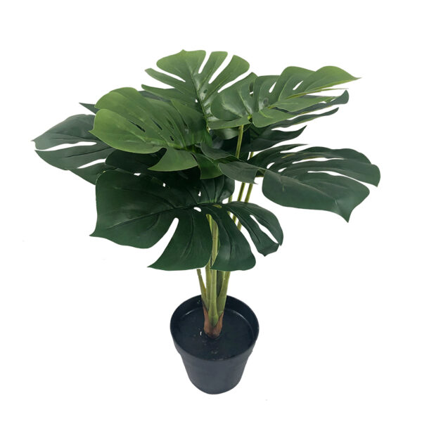 Monstera plant