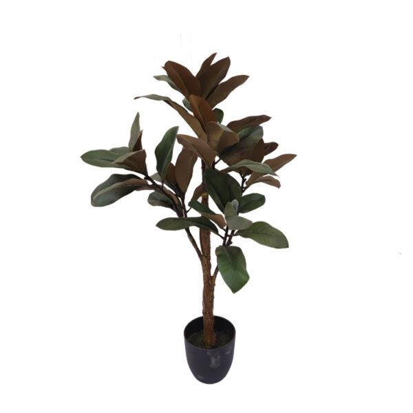 Magnolia