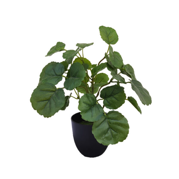 Potted plant