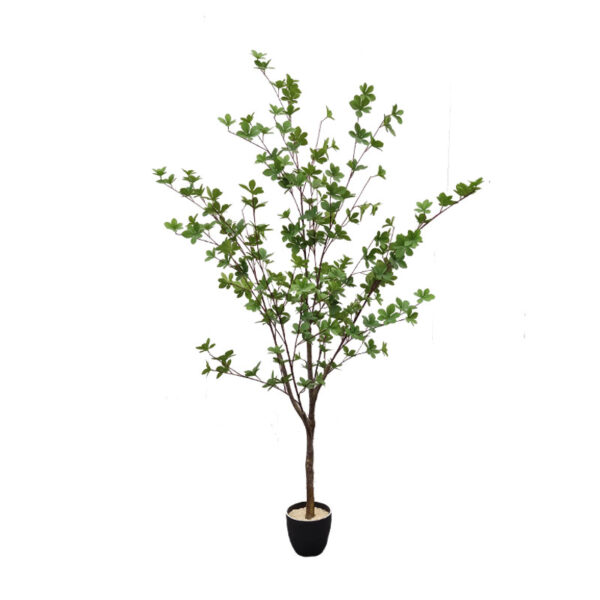 Enkianthus perulatus