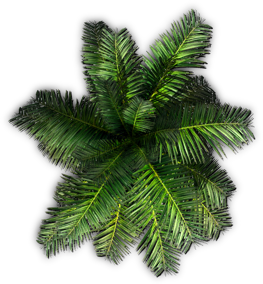 Palm Tree