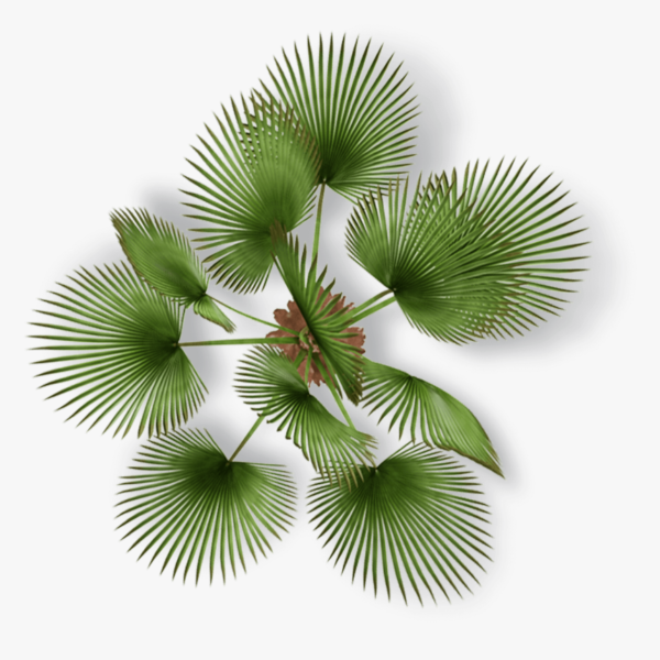 Palm Plant