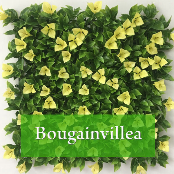 Bougainvillea Yellow
