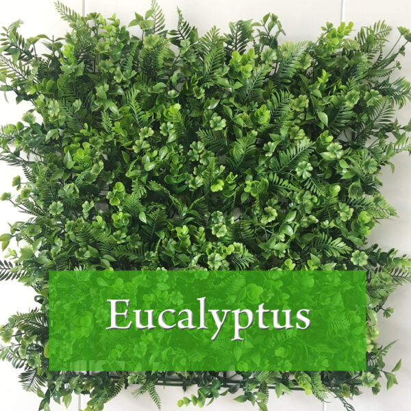 Eucalyptus Leaf